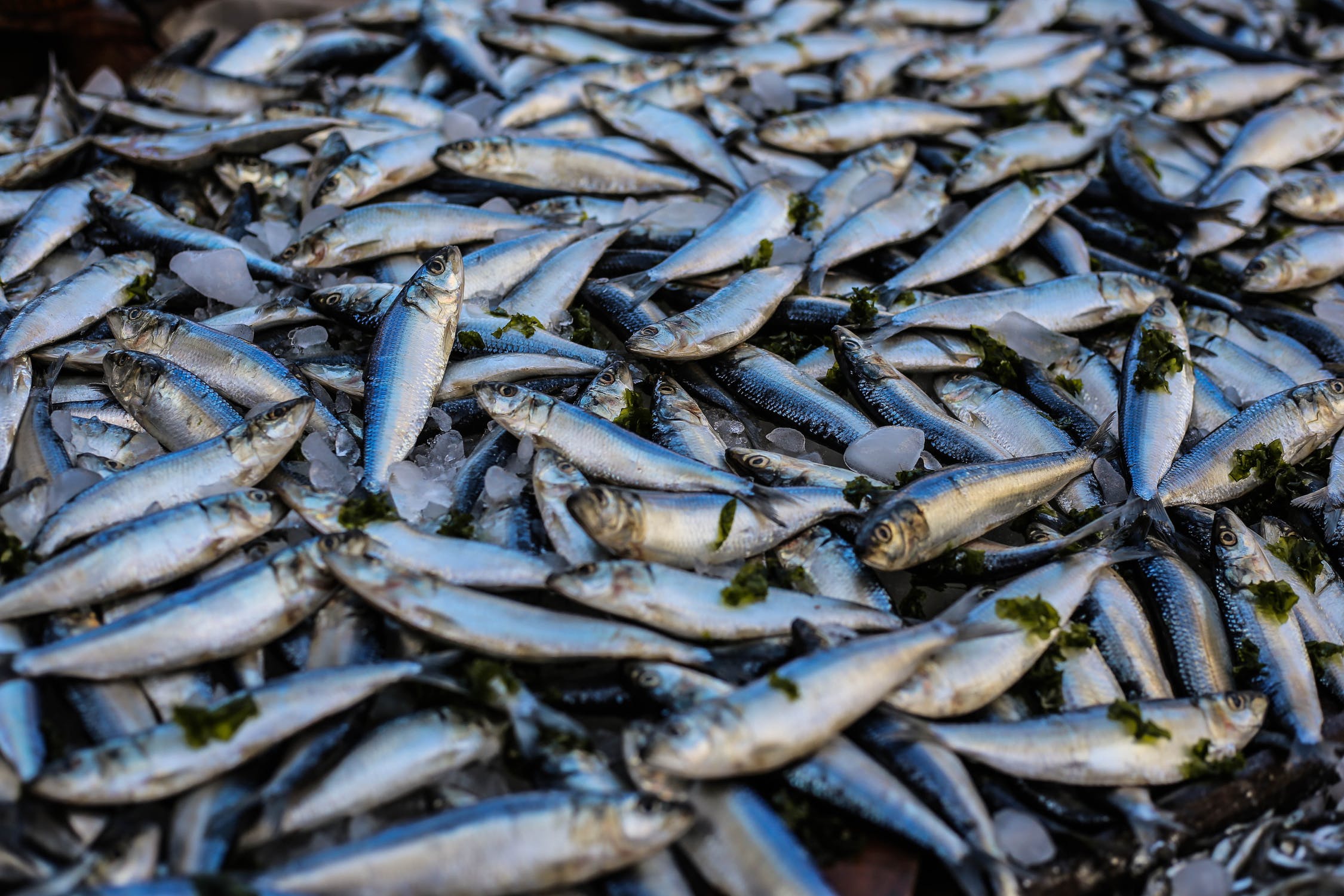 producing-fish-dishes